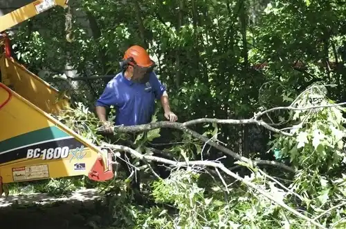 tree services Indian Trail